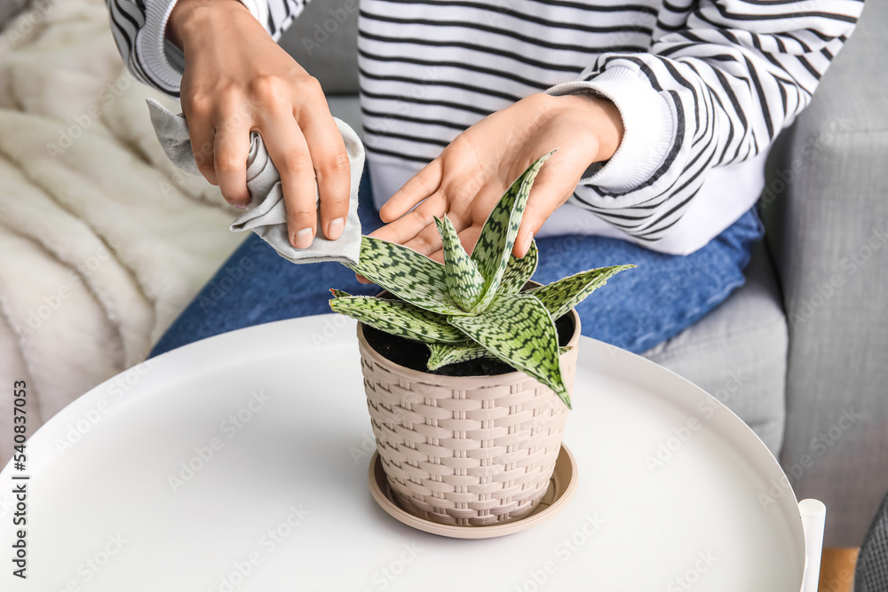 妇女擦拭桌子上的室内植物叶子，特写