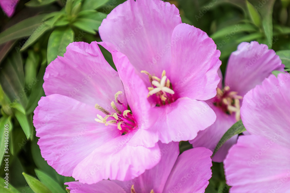 夏日里美丽的丁香花，特写