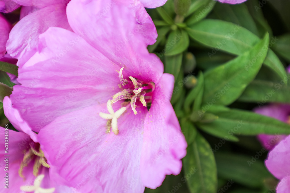 夏日里美丽的丁香花，特写