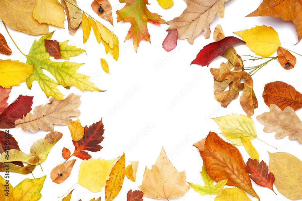 Frame made of beautiful fallen leaves on white background