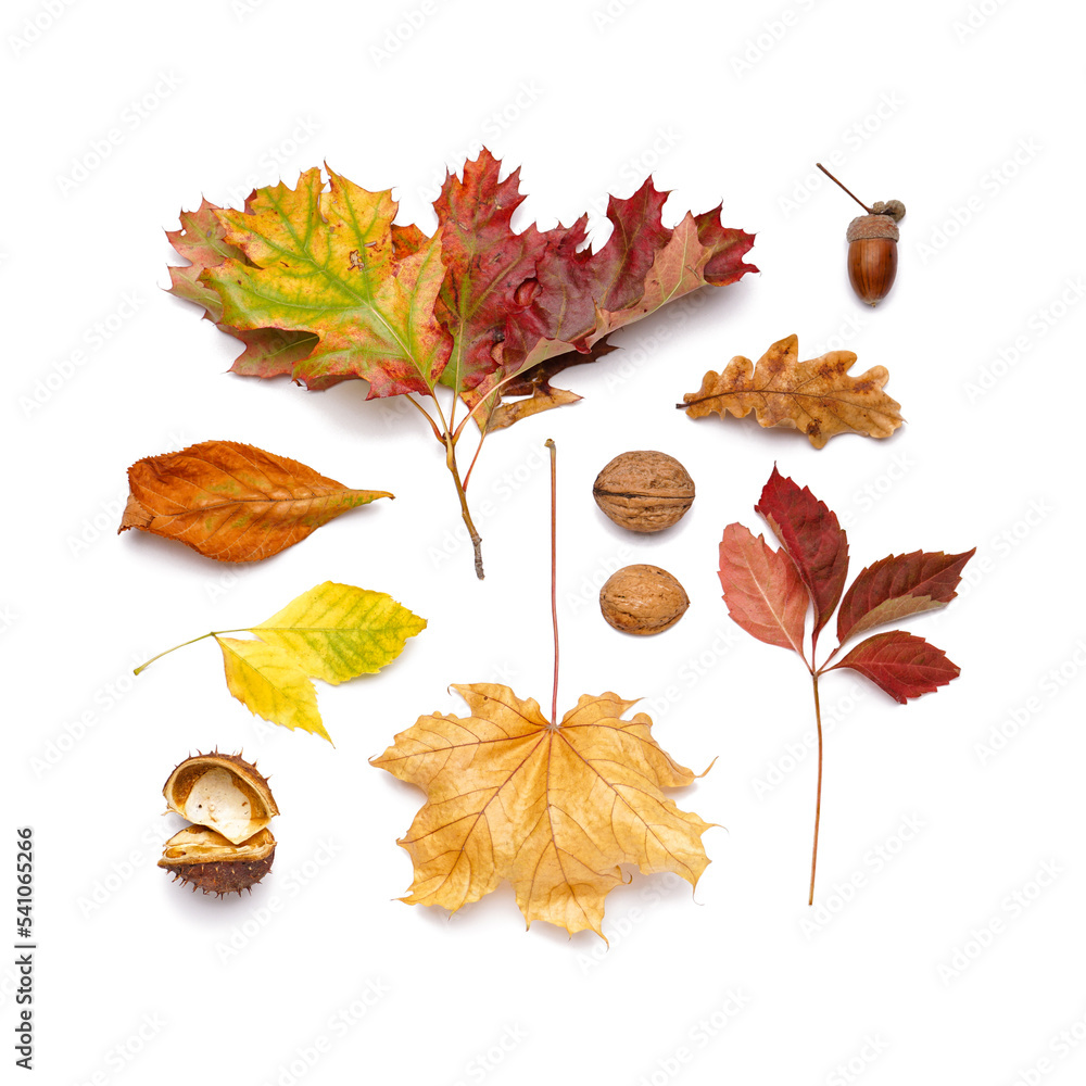 Composition with fallen leaves on white background