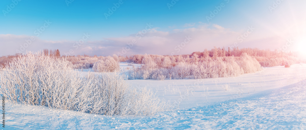 自然公园白雪树全景