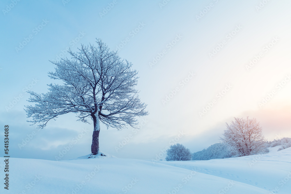 令人惊叹的冬季景观，山谷中有一棵孤独的雪树。粉色的日出天空闪闪发光