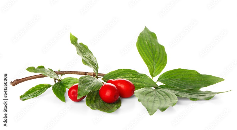 Branch with ripe red dogwood berries and leaves on white background