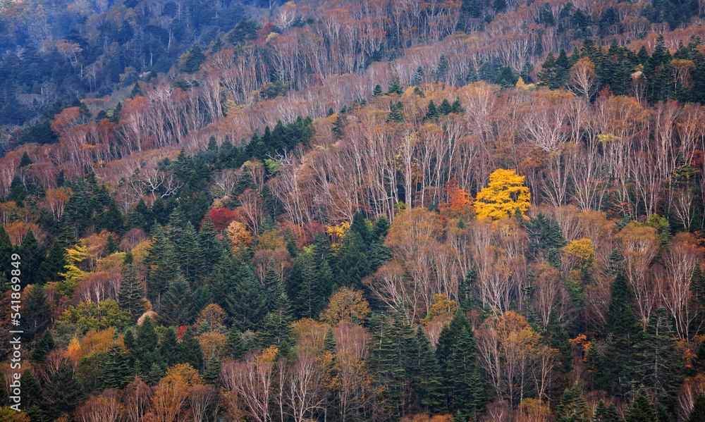 日光白根山から見える紅葉した山の風景