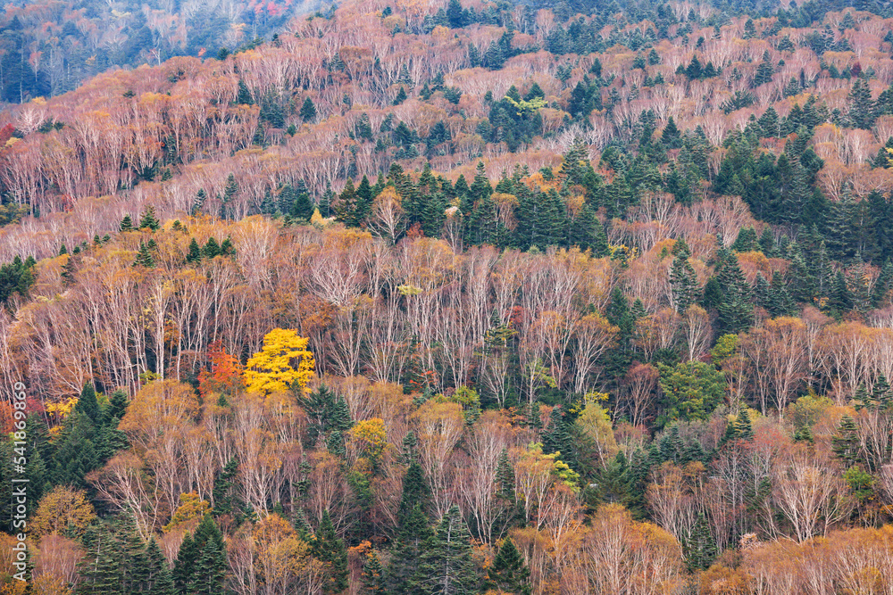 日光白根山から見える紅葉した山の風景