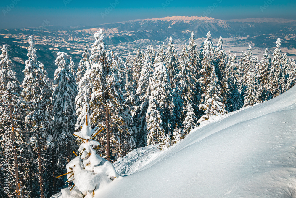 喀尔巴阡山白雪皑皑的森林和高山的真正冬季景观