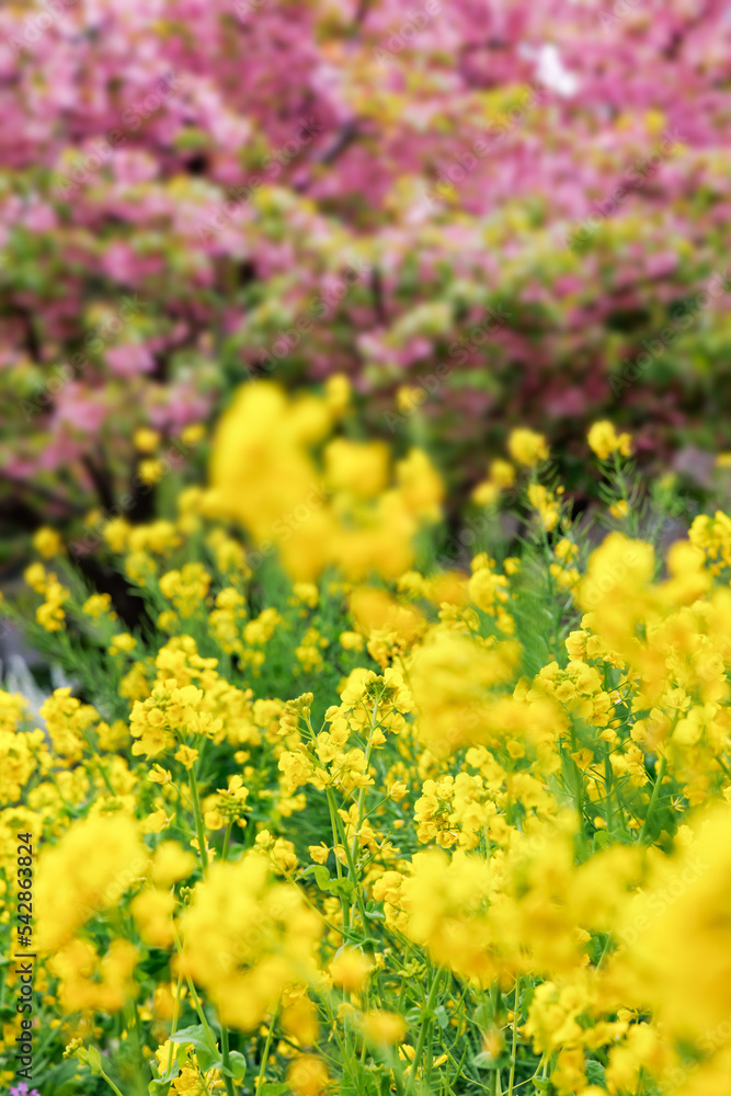 黄い花が綺麗な菜の花