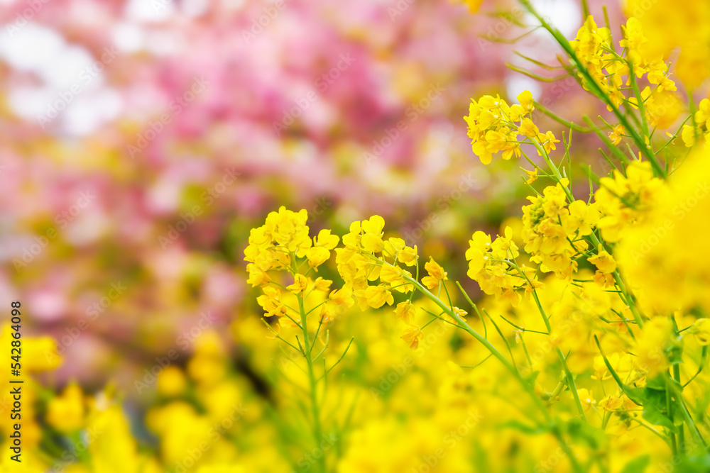 黄い花が綺麗な菜の花