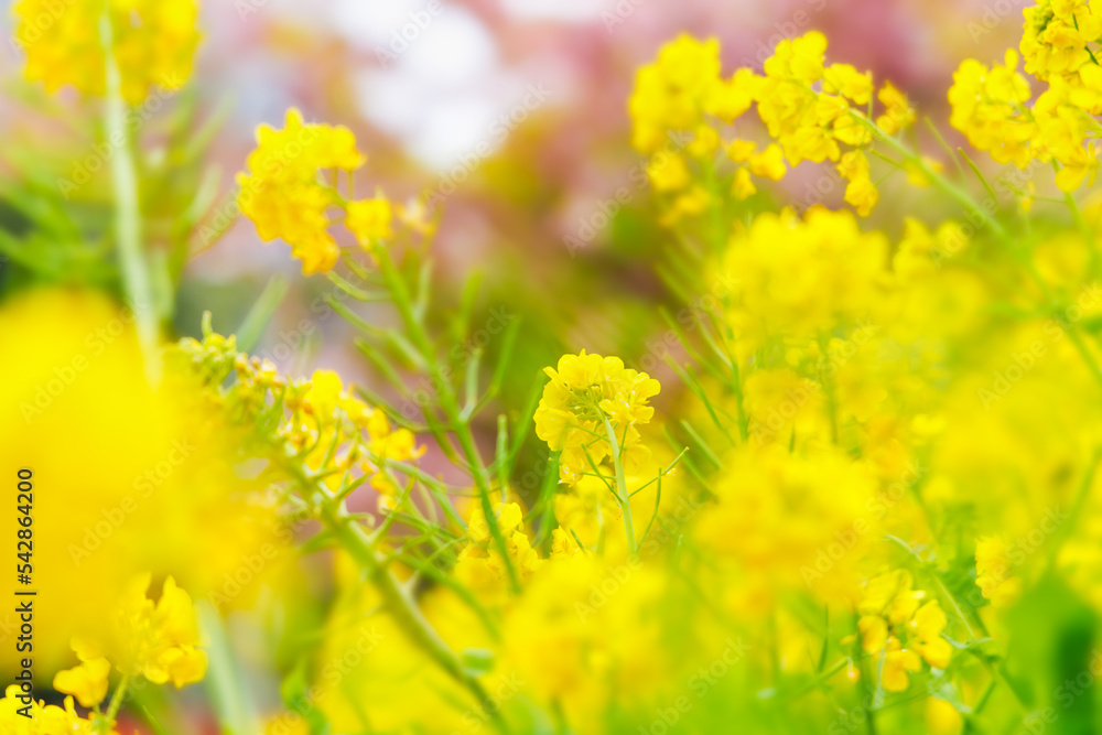 黄い花が綺麗な菜の花