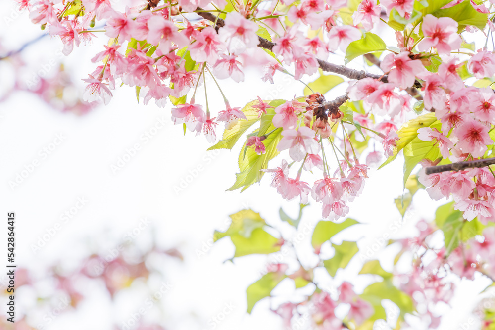 淡いピンク色が綺麗な桜の花