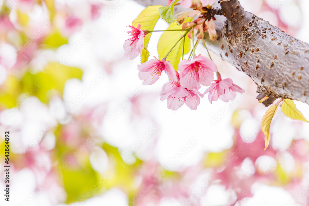 淡いピンク色が綺麗な桜の花