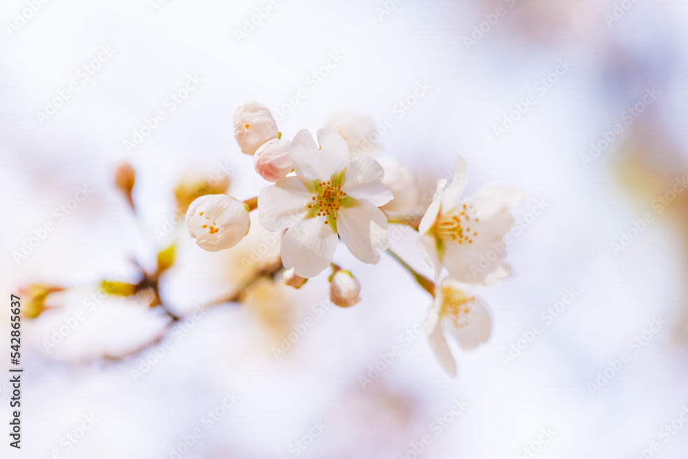 淡いピンク色が綺麗な桜の花