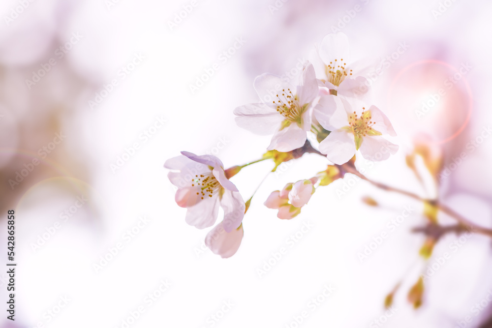 淡いピンク色が綺麗な桜の花