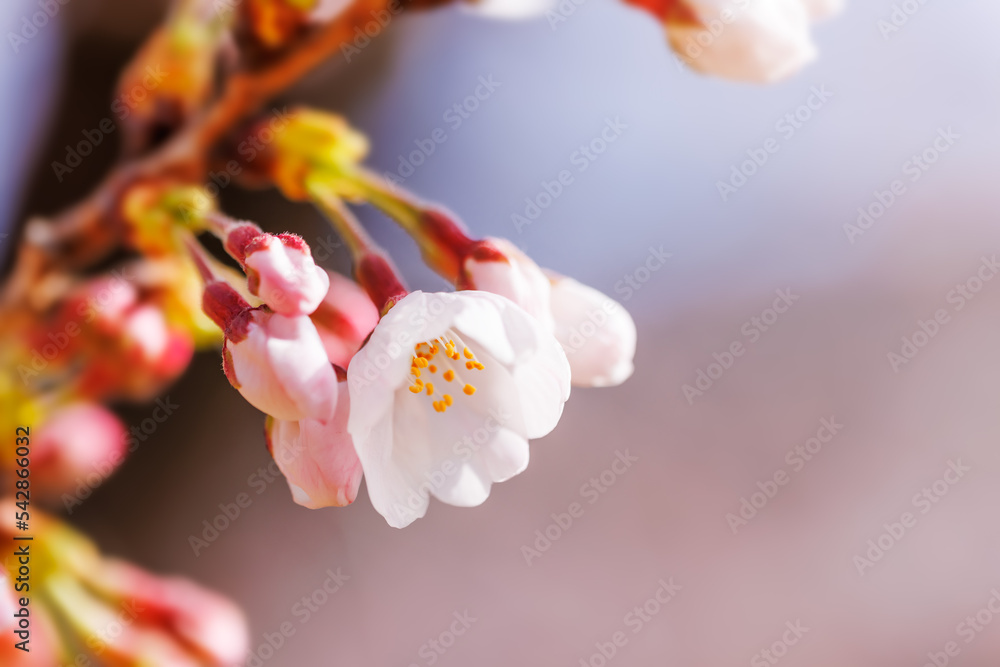 淡いピンク色が綺麗な桜の花