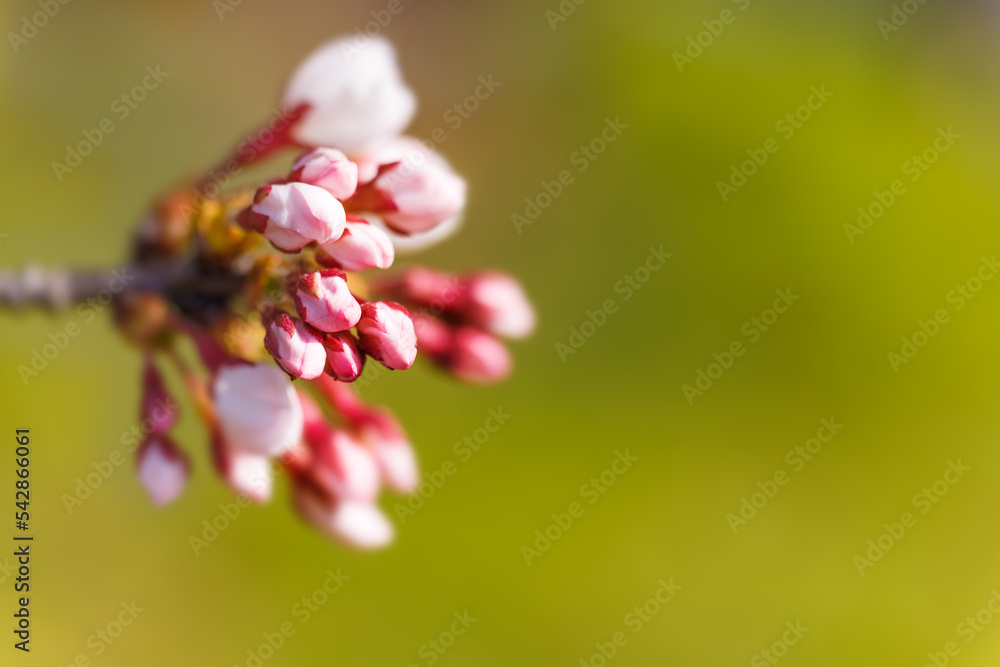 淡いピンク色が綺麗な桜の花