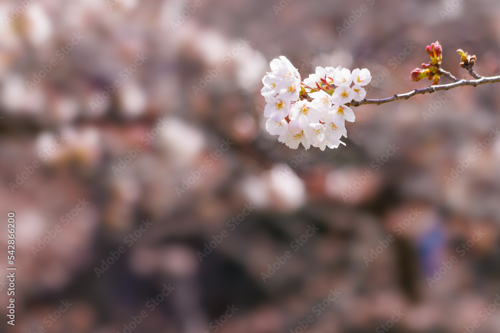 淡いピンク色が綺麗な桜の花