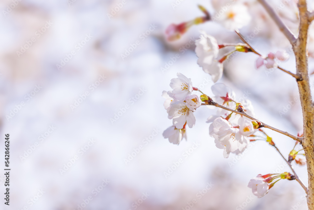 淡いピンク色が綺麗な桜の花