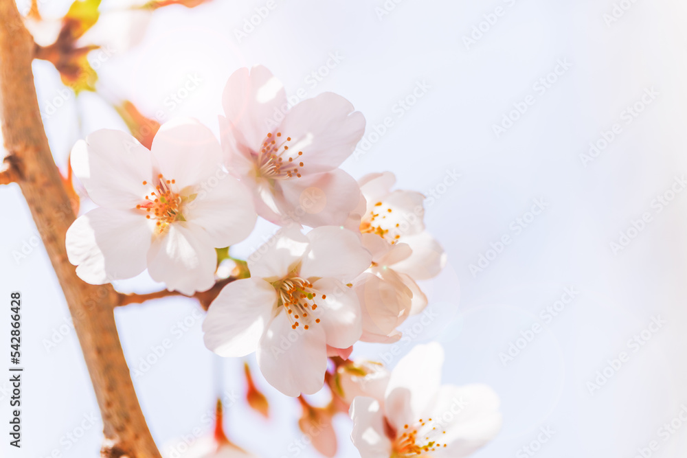 淡いピンク色が綺麗な桜の花