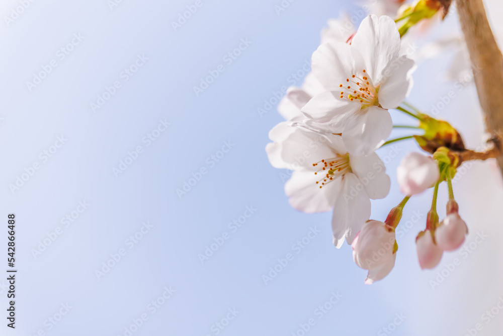 淡いピンク色が綺麗な桜の花