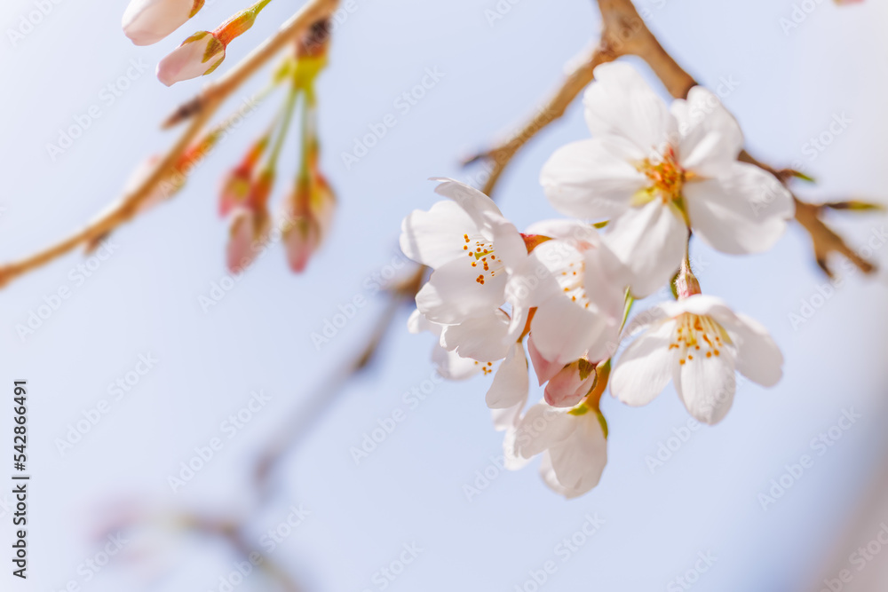 淡いピンク色が綺麗な桜の花