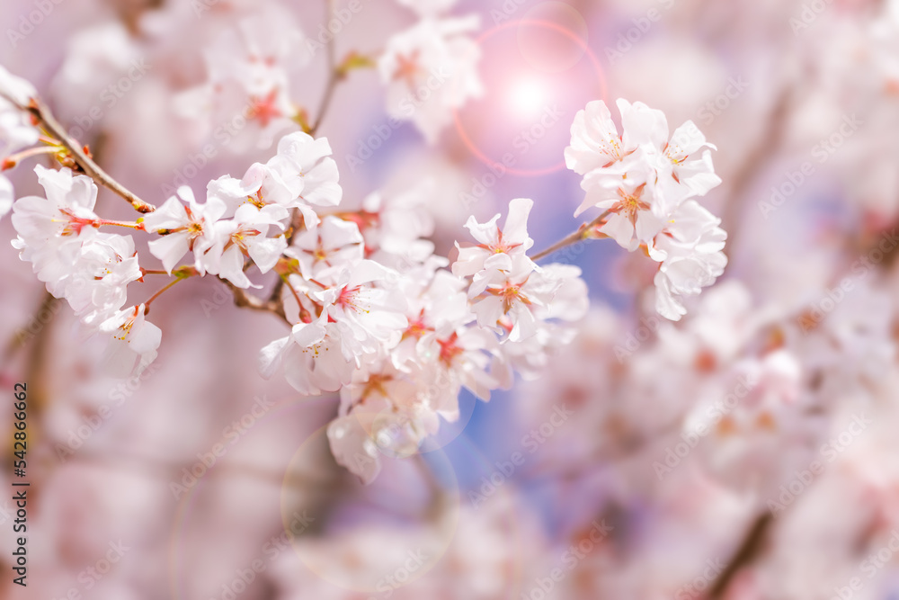 淡いピンク色が綺麗な桜の花