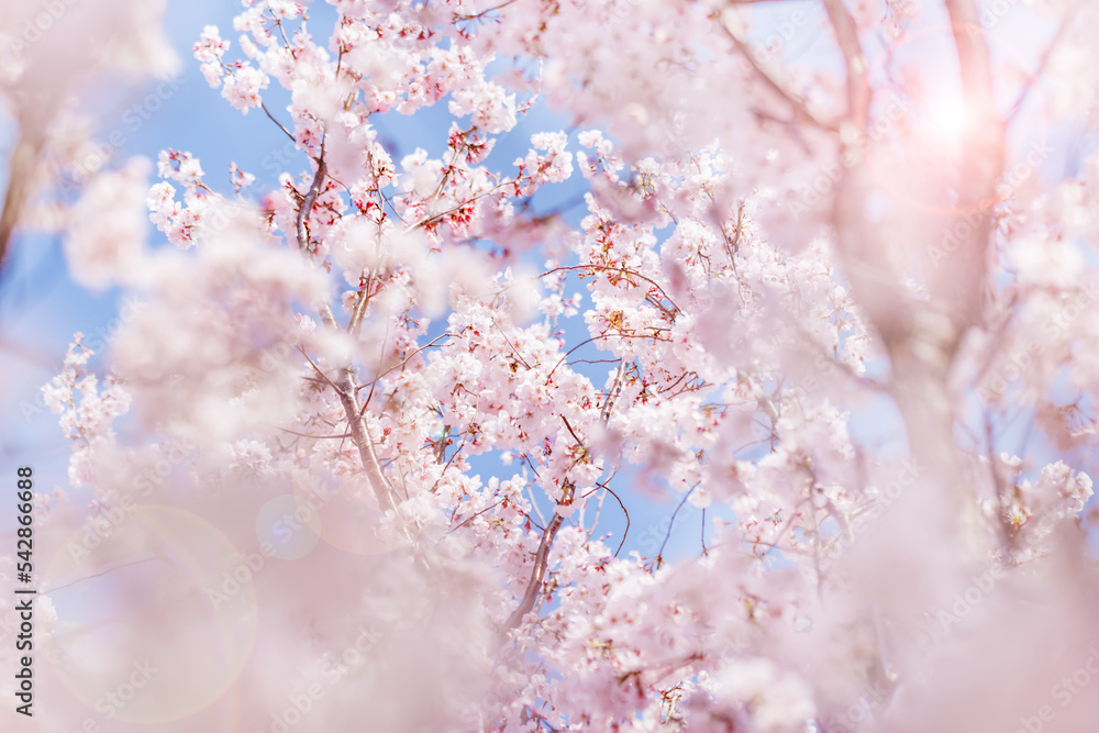 淡いピンク色が綺麗な桜の花