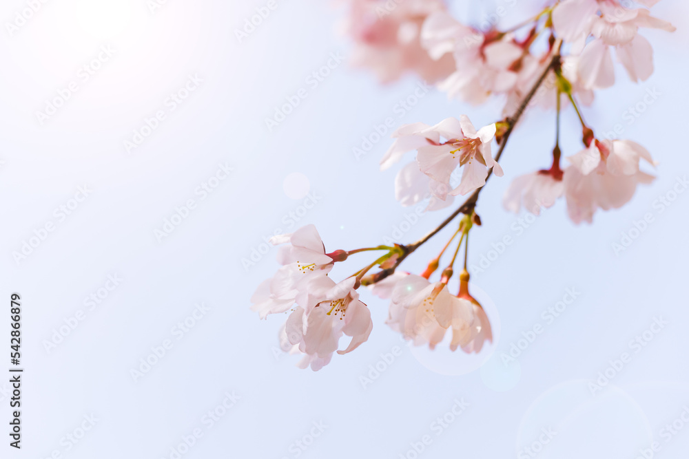 淡いピンク色が綺麗な桜の花