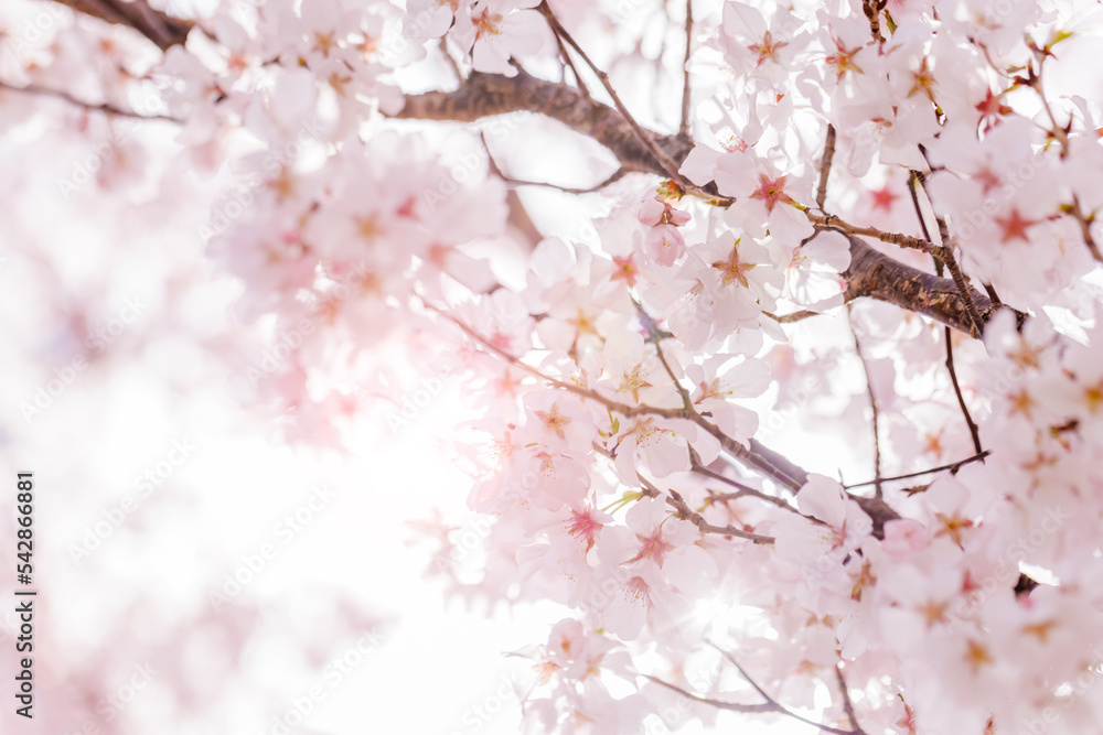 淡いピンク色が綺麗な桜の花