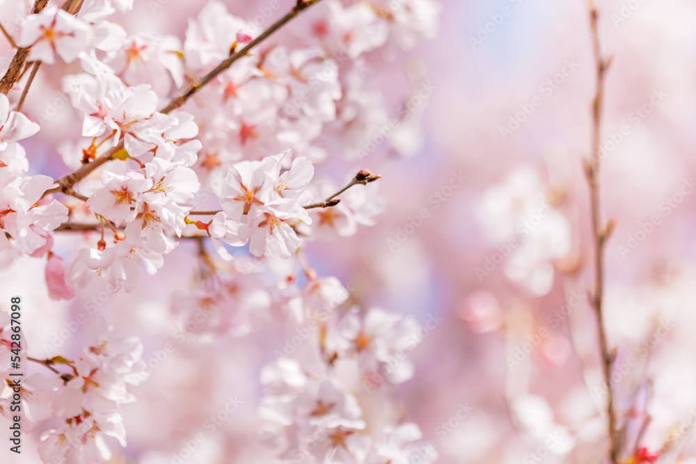 淡いピンク色が綺麗な桜の花