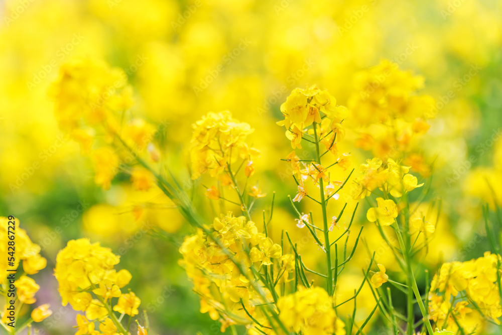 黄い花が綺麗な菜の花