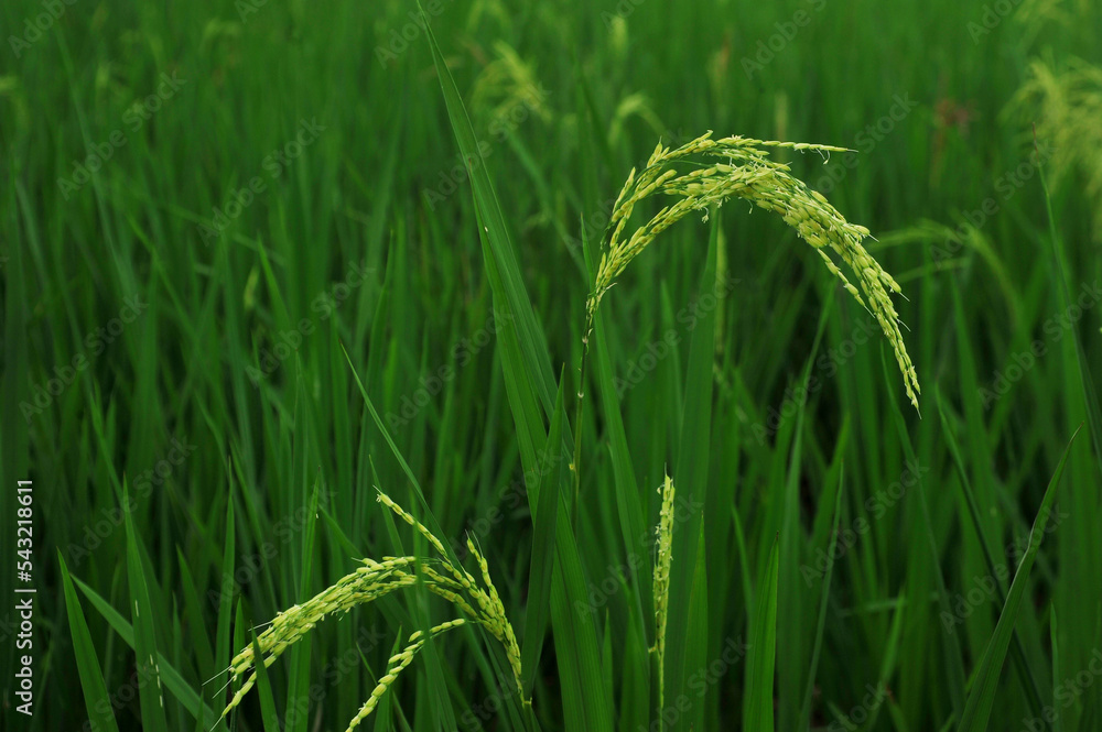 绿色水稻种植特写