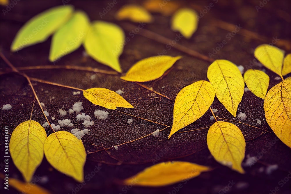 雪中的黄叶。深秋初冬。模糊的自然背景和浅的自由度。