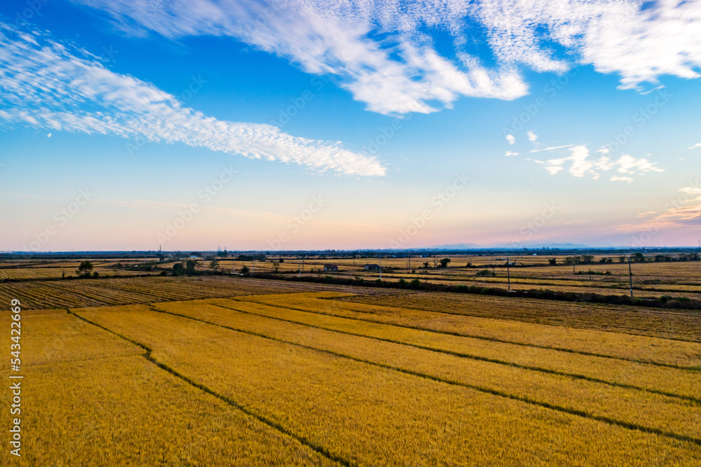 Beautiful sunset golden rice field