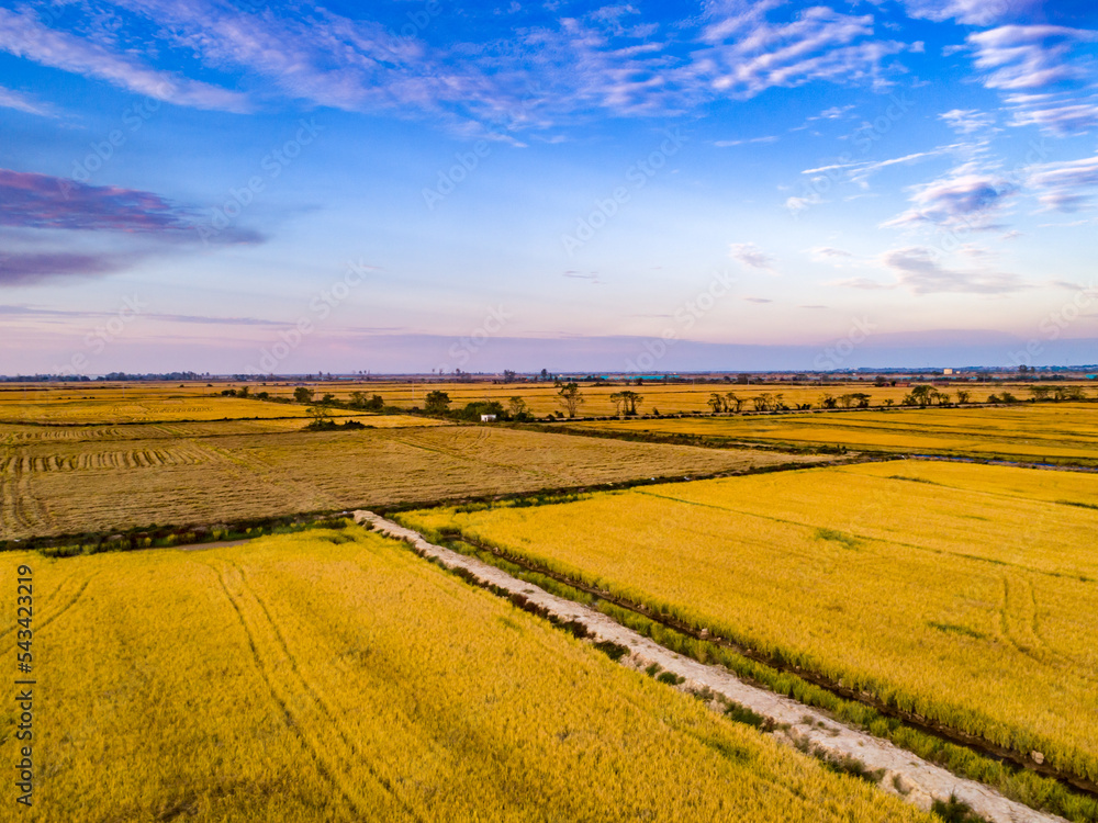 Beautiful sunset golden rice field