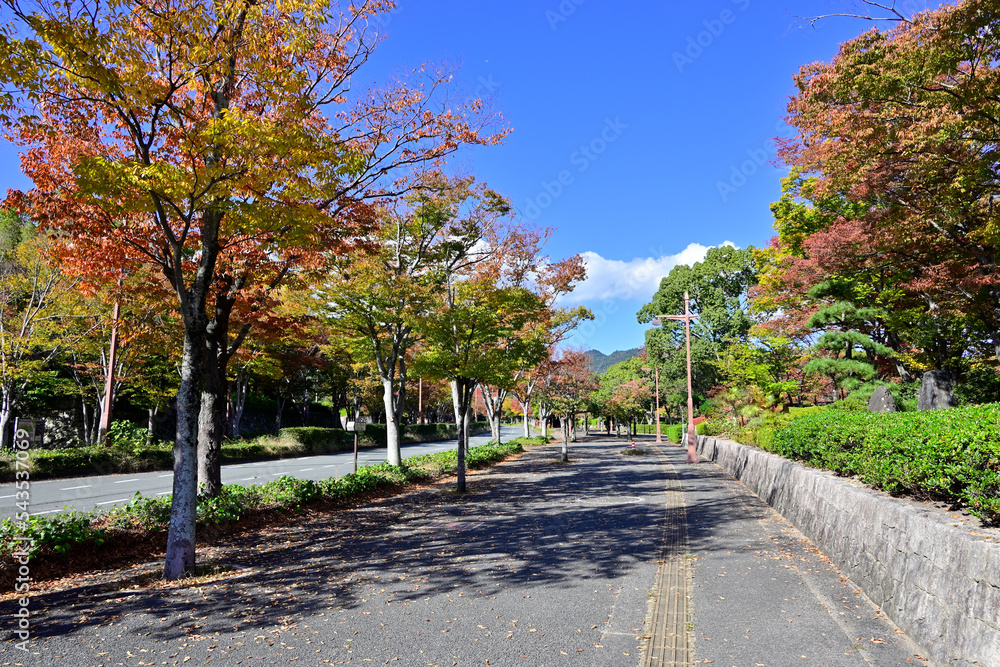 紅葉した山口パークロードの街路樹	