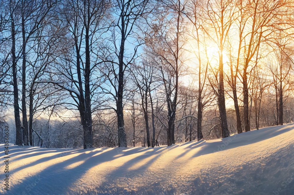 美丽的雪地冬季景观全景，森林和阳光。森林全景中的冬季日落