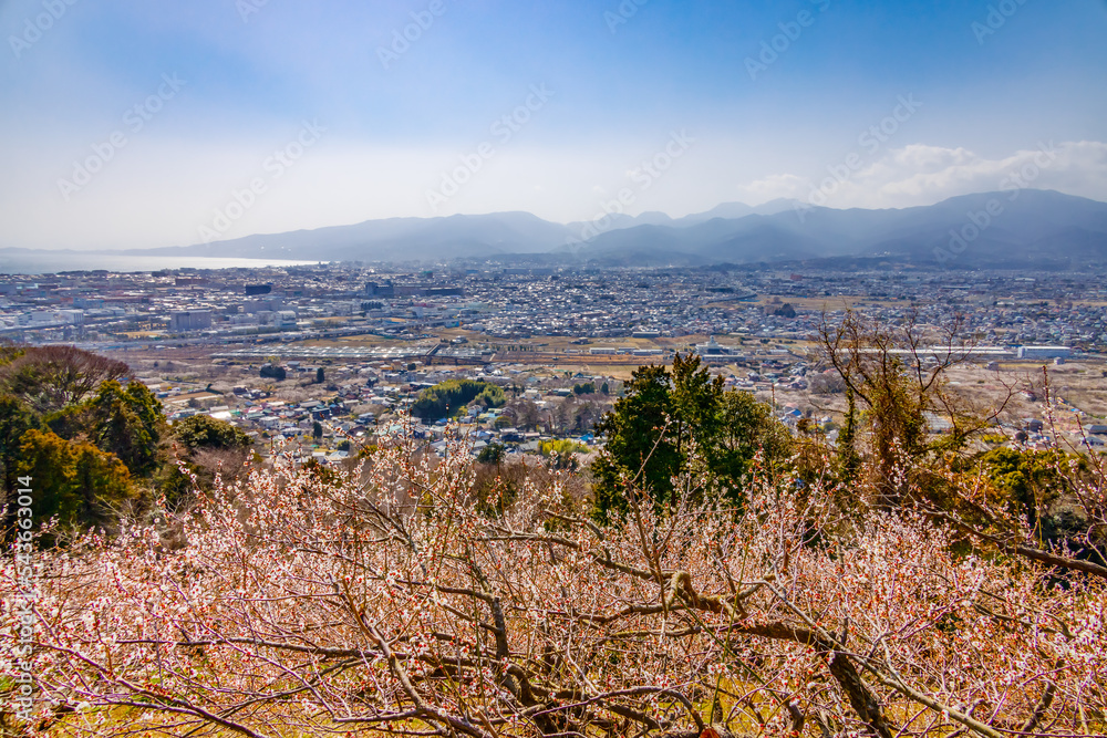 神奈川県の郊外に咲く梅林と住宅街