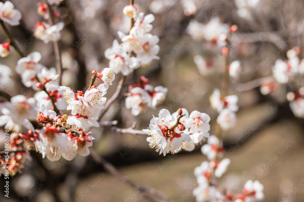 神奈川県郊外に咲く綺麗な梅の花