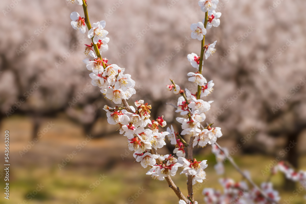 神奈川県郊外に咲く綺麗な梅の花