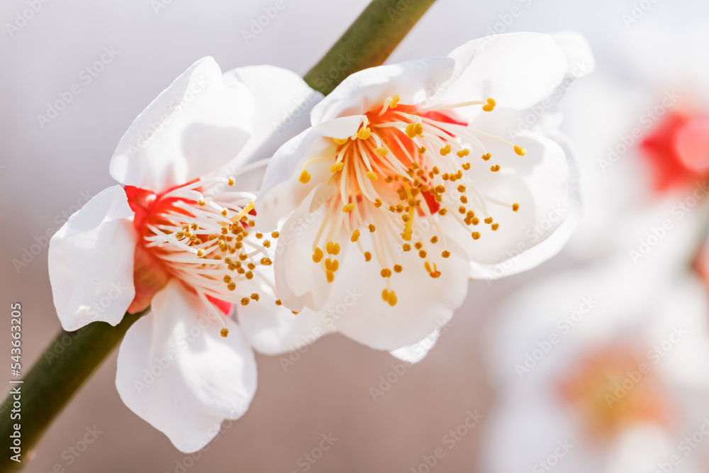 神奈川県郊外に咲く綺麗な梅の花