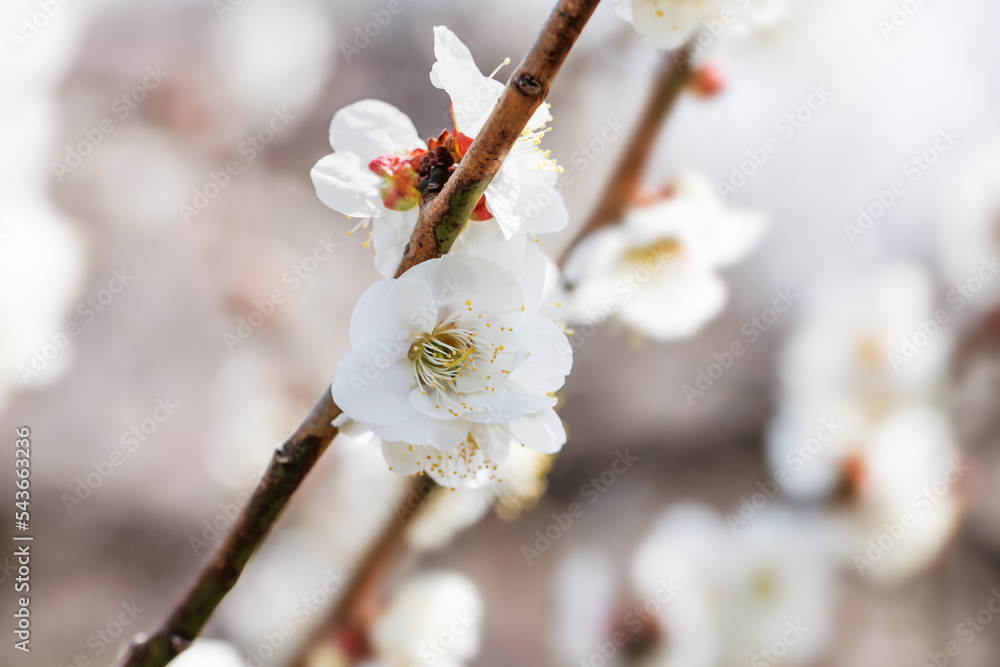 神奈川県郊外に咲く綺麗な梅の花