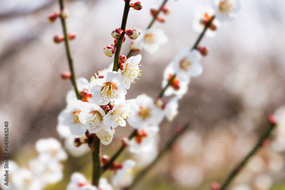 神奈川県郊外に咲く綺麗な梅の花