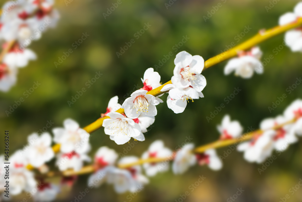 神奈川県郊外に咲く綺麗な梅の花