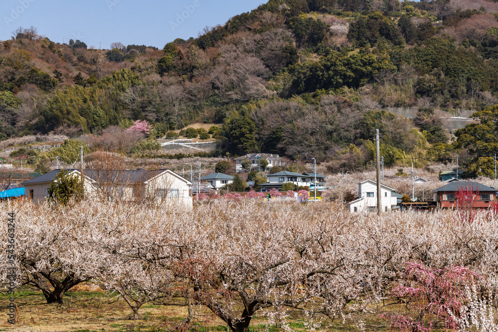 神奈川県郊外に咲く綺麗な梅の花