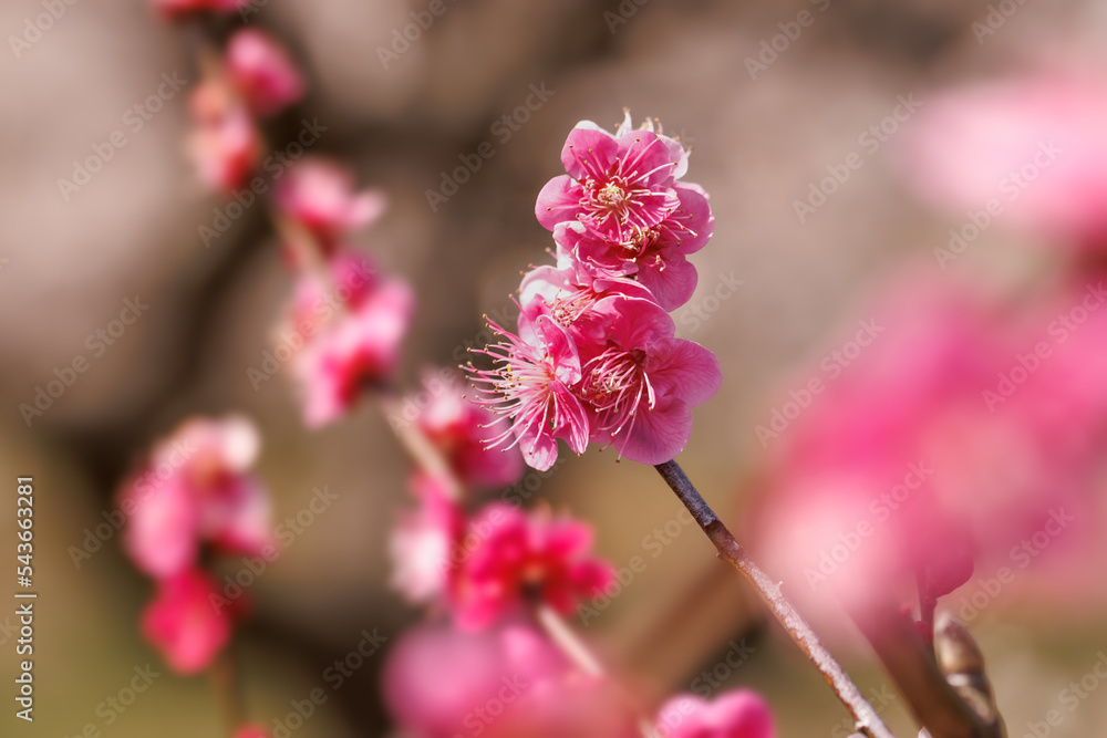 神奈川県郊外に咲く綺麗な梅の花