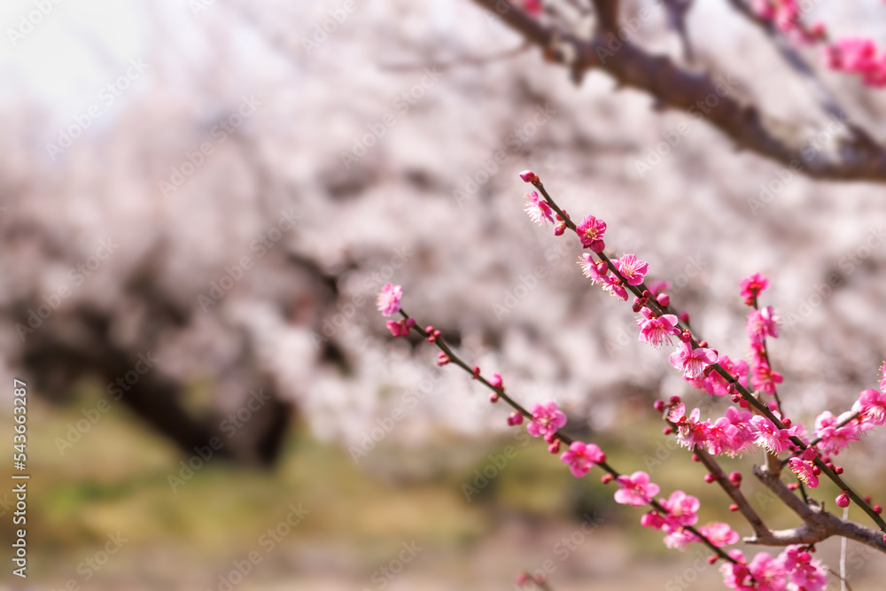 神奈川県郊外に咲く綺麗な梅の花