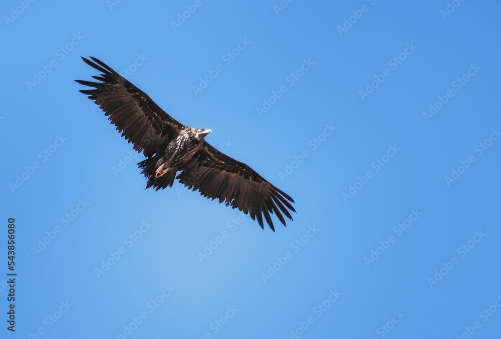 格里芬秃鹫（Gyps fulvus），克里特岛。