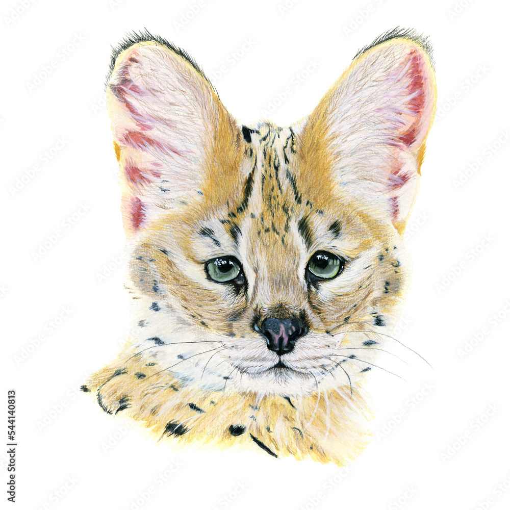 白色背景上用水彩绘制的Serval