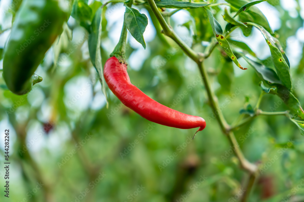 Beautiful chili peppers on the bushes. Red chili peppers on the farm. Hot red peppers in the garden.